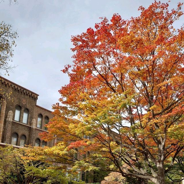 札幌景點｜北海道賞楓、賞銀杏一級戰區—北海道大學