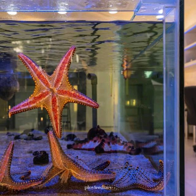 สัมผัสความงดงามแห่งท้องทะเล โรงแรม 5 ดาว หาดกมลา