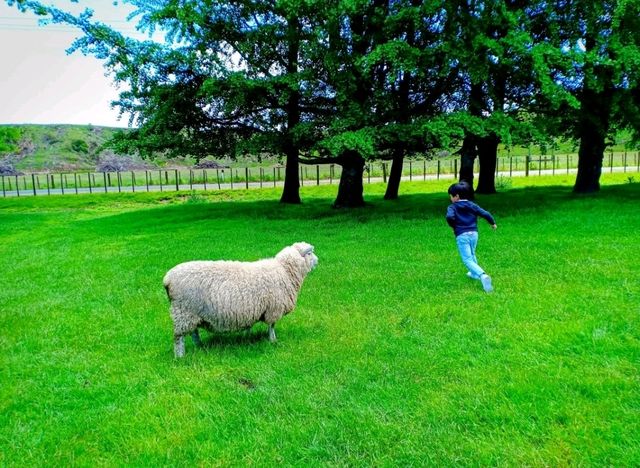 🇳🇿 Farm Tour @ Agrodome, Rotorua