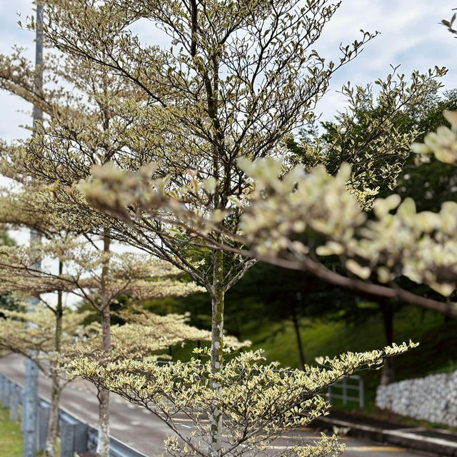 Serene Escape at S2 Hill Park