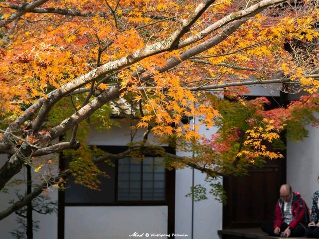วัดนินนาจิ (Ninnaji)