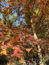 【香港大棠】紅葉季節，多個打卡點