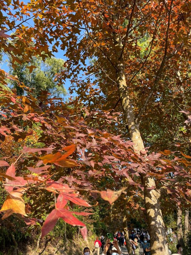 【香港大棠】紅葉季節，多個打卡點