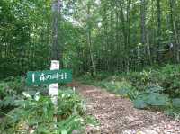 【ニングルテラス:北海道富良野市】緑が美しい森の中のログハウス♪