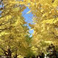光之丘公園- 欣賞銀杏的隱藏景點 ，200米長的銀杏大道