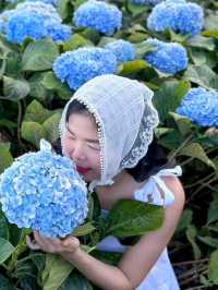 Hydrangea san 