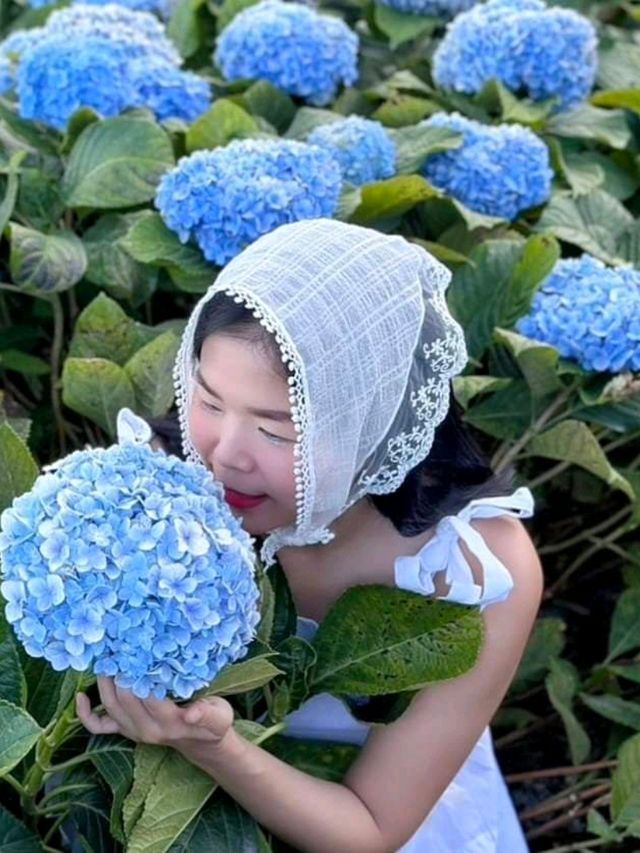 Hydrangea san 