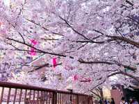 【東京】一面ピンクに染まる目黒川の桜並木🌸