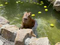 張美阿嬤農場 宜蘭景點 親子互動 動物園