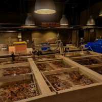 พากินซาซิมิที่ Taipei Fish Market