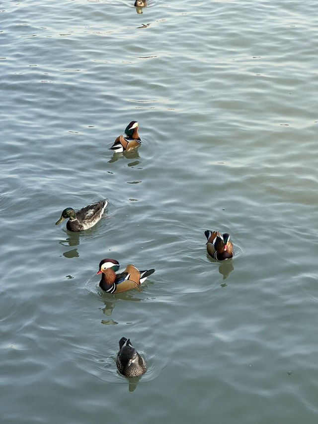 SUMMER PALACE - BEIJING, China