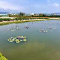 一年四季都能賞花「中社觀光花市」🌹