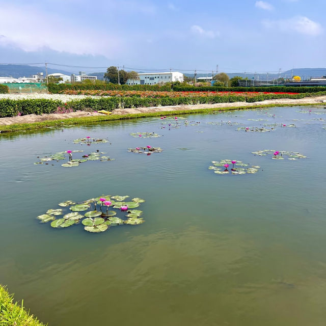 一年四季都能賞花「中社觀光花市」🌹