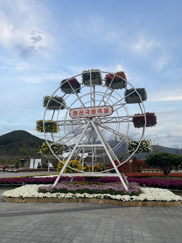국화축제를 즐기고 싶다면! (부산근교 국화축제)