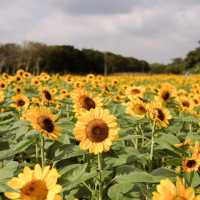 ทุ่งดอกทานตะวันในเมืองกรุง สวนรถไฟจตุจักร🌻