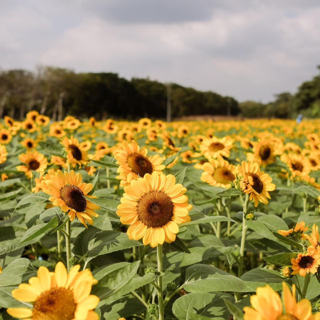 ทุ่งดอกทานตะวันในเมืองกรุง สวนรถไฟจตุจักร🌻