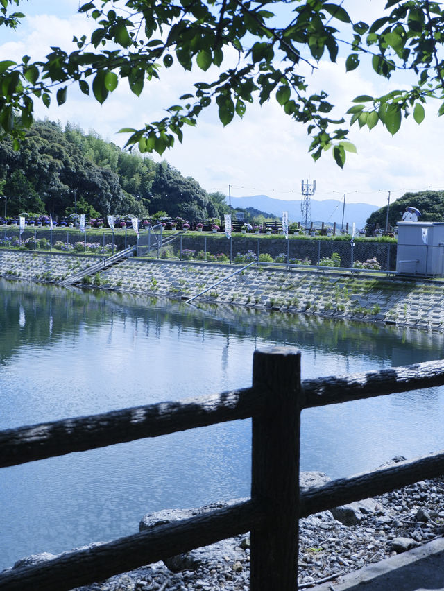 名古屋愛知縣：紫陽花之里