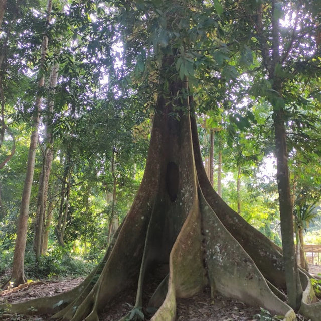 Planning a Camping Adventure in Taman Negara National Park