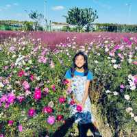 Pink Paradise: Pyeongtaek’s Autumn Gem