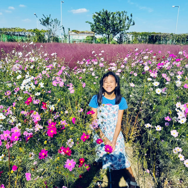 Pink Paradise: Pyeongtaek’s Autumn Gem
