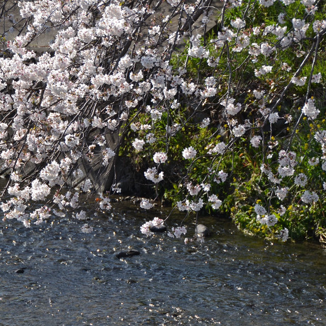 焼津（静岡）/桜スポット🌸