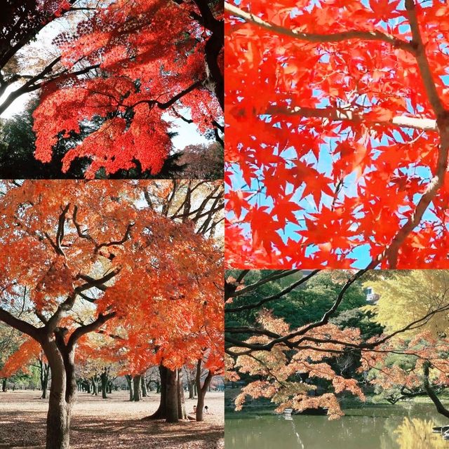 東京賞楓之行