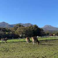【栃木】色々な動物と触れ合える入場無料の牧場🐮