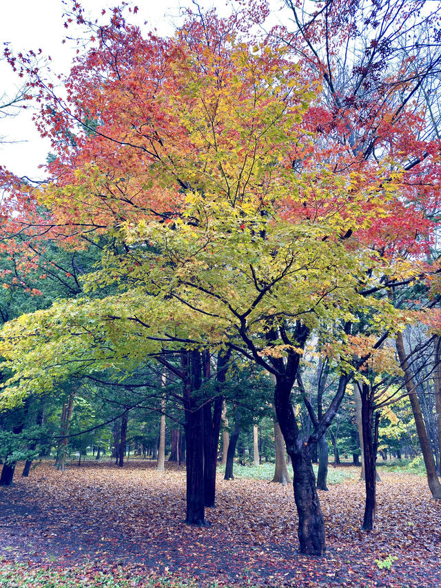 北海道　札幌観光　北海道神宮2024 紅葉の神宮を散策してみた！