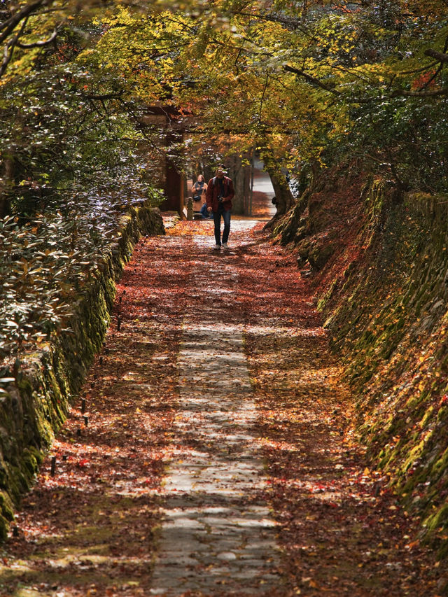 【ここ行って】本当は教えたくない🙅 聖徳太子の開基 とされる紅葉寺院✨