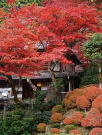【紅葉特集】映えが止まらない😍紅葉期間の限定公開も✨花手水発祥の地で見る紅葉🍁 