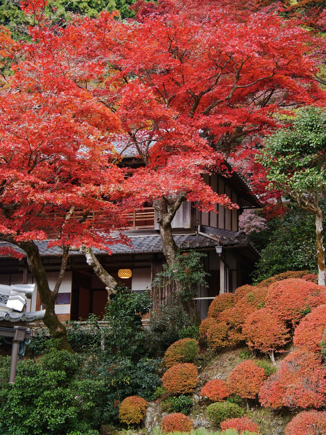 【紅葉特集】映えが止まらない😍紅葉期間の限定公開も✨花手水発祥の地で見る紅葉🍁 