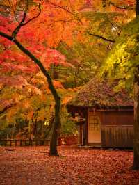 【紅葉特集】鹿さんとのコラボ写真を狙え📸日本昔話の世界🍁撮影攻略情報付💡