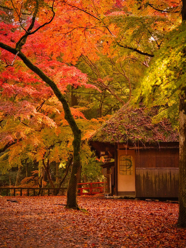 【紅葉特集】鹿さんとのコラボ写真を狙え📸日本昔話の世界🍁撮影攻略情報付💡