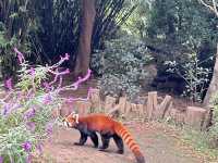 it's PANDA time !!!