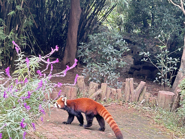 it's PANDA time !!!