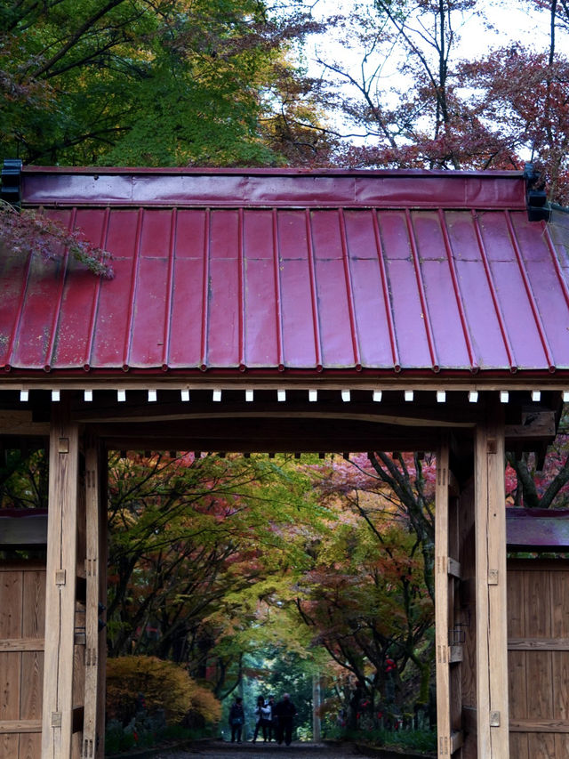 【栃木×佐野】参道に広がるグラデーション紅葉の絶景🍁