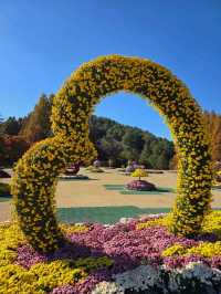 메타세콰이어숲길이 아름다운 청남대🍁