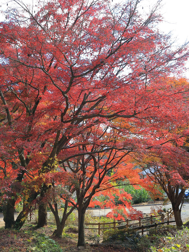 📍 【栃木】紅葉が素晴らしいお寺