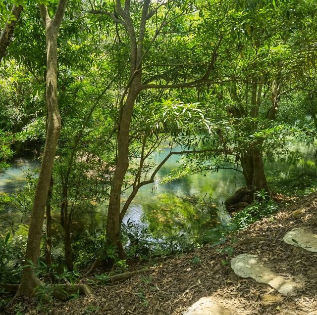 ธรรมชาติสวยๆ​ ที่​ River​wood​ ค่าเฟ่