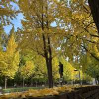 Seoul autumn