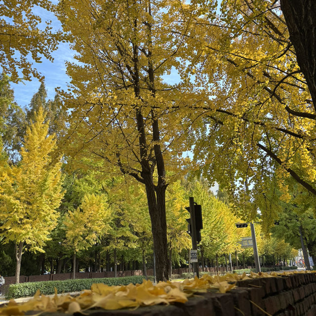 Seoul autumn