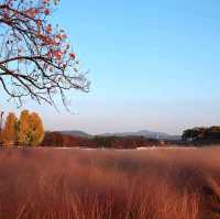 韓國慶州_Walking in Gyeongju 慶洲散策