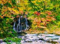 青森🇯🇵中野紅葉山
