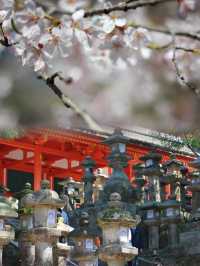 Spring Serenity at Kasuga Taisha: Where History Meets Nature