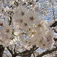 🇰🇷Jinhae : Cherry Blossom Festival🌸 (01.Apr.202