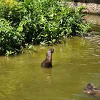 LOKAWI WILDLIFE PARK 