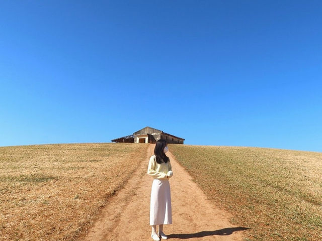 보령 청보리밭