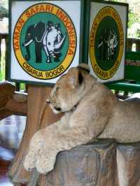 Embrace the Wild: My Adventure at Taman Safari Indonesia