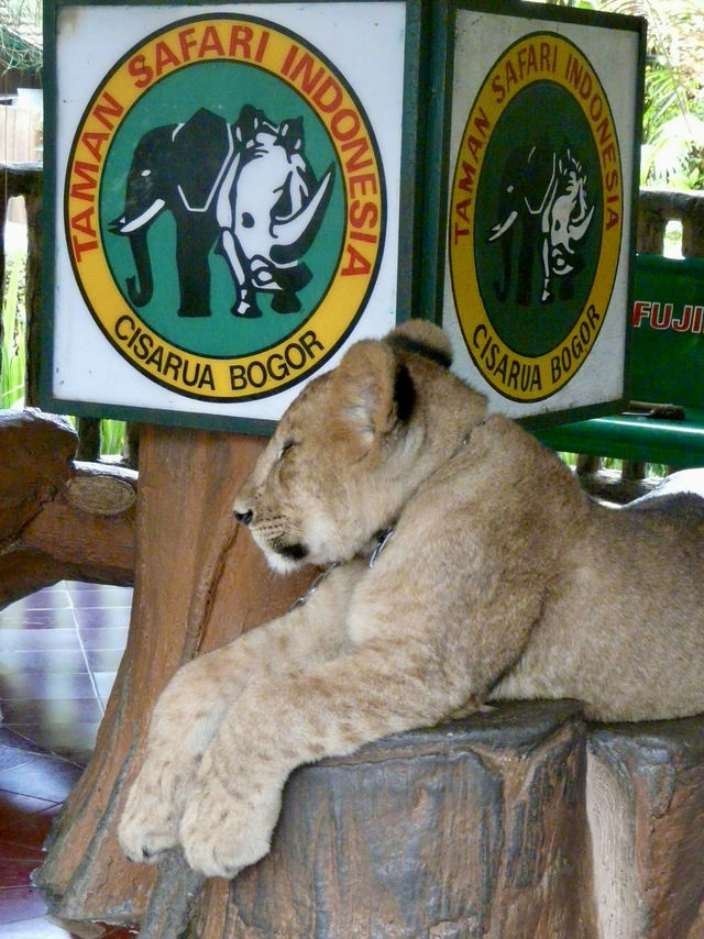 Embrace the Wild: My Adventure at Taman Safari Indonesia