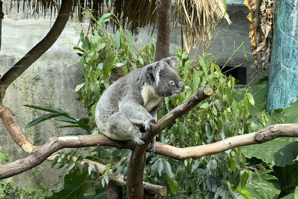 台北動物園